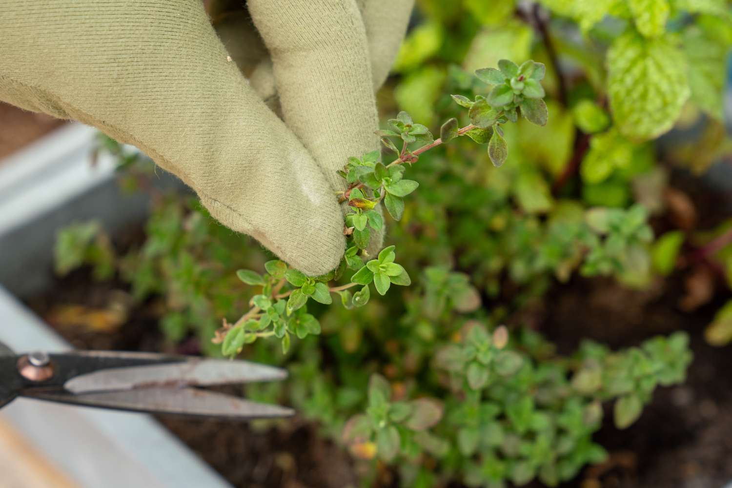 What Do You Use Lemon Thyme For