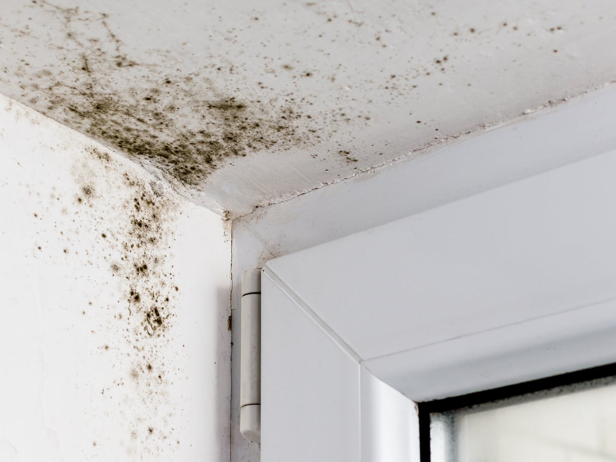 What Does Mold Look Like On Ceiling