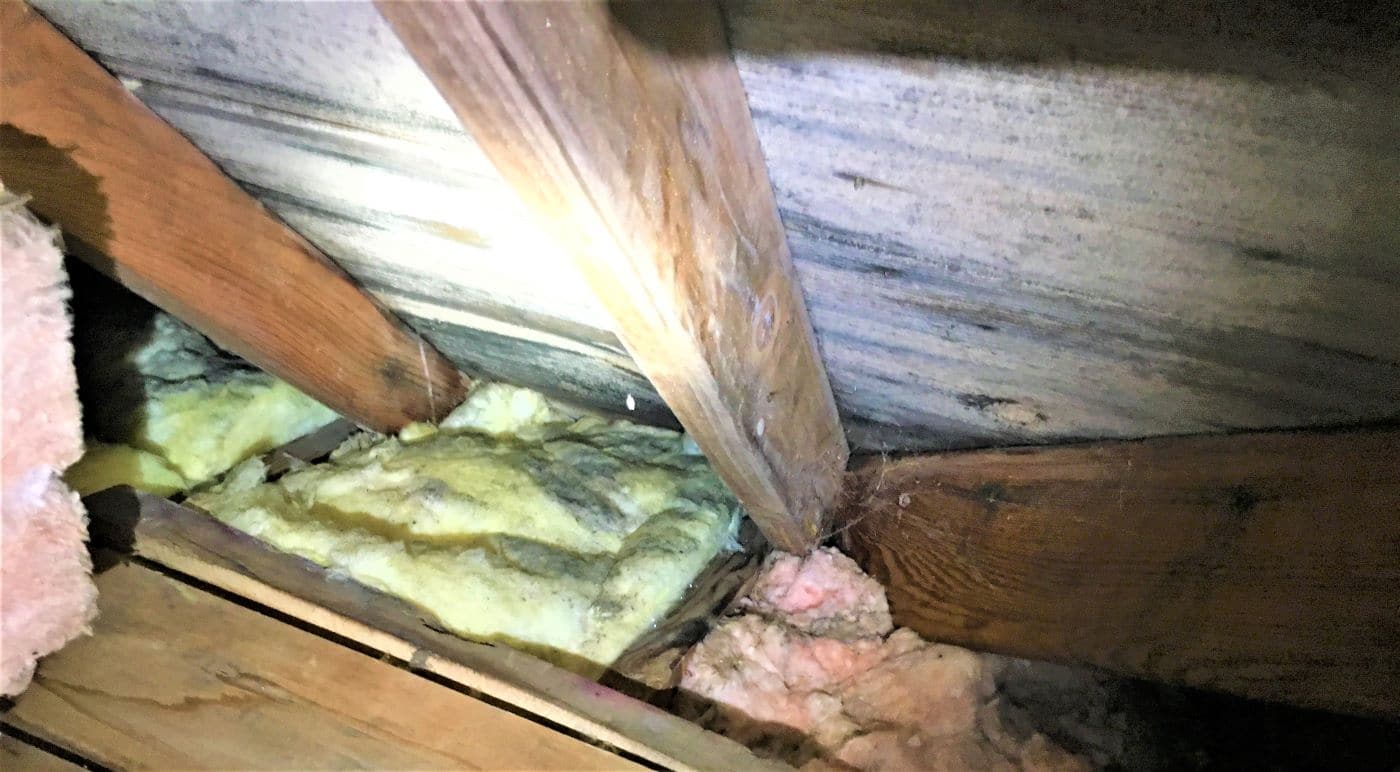 What Does Mold On Insulation Look Like