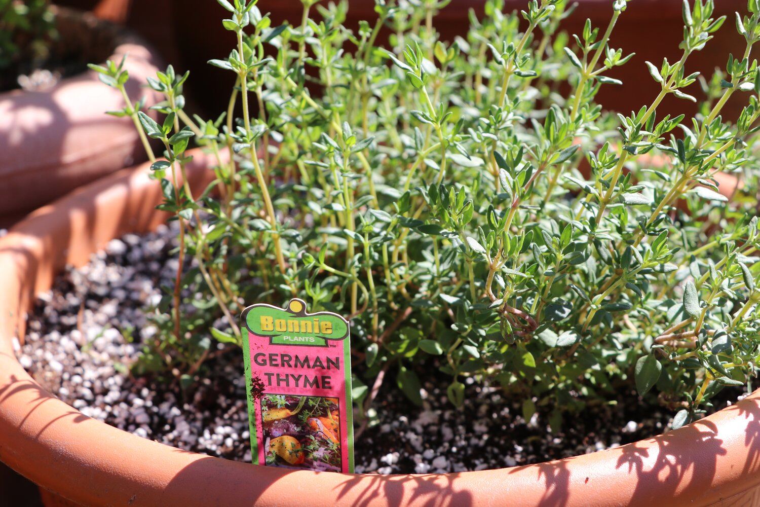 What Is German Thyme