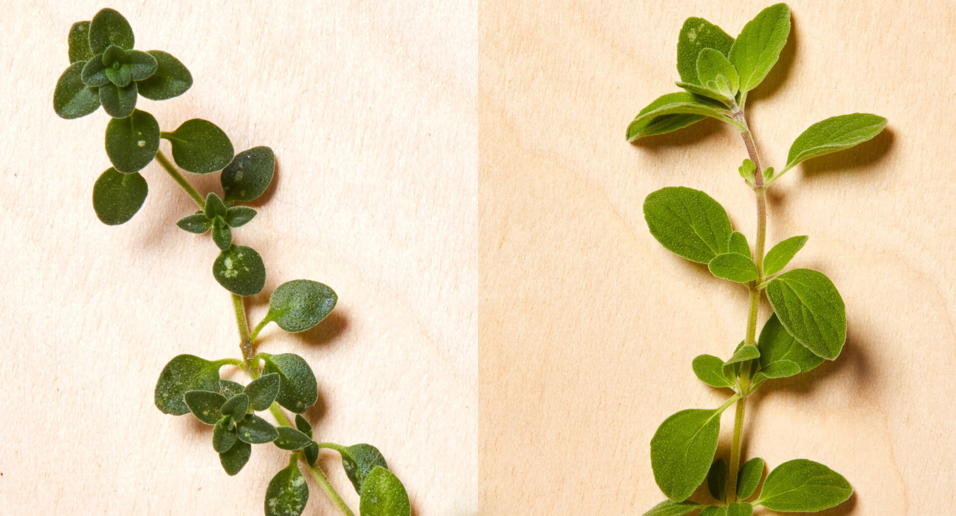 What Is The Difference Between Oregano And Thyme