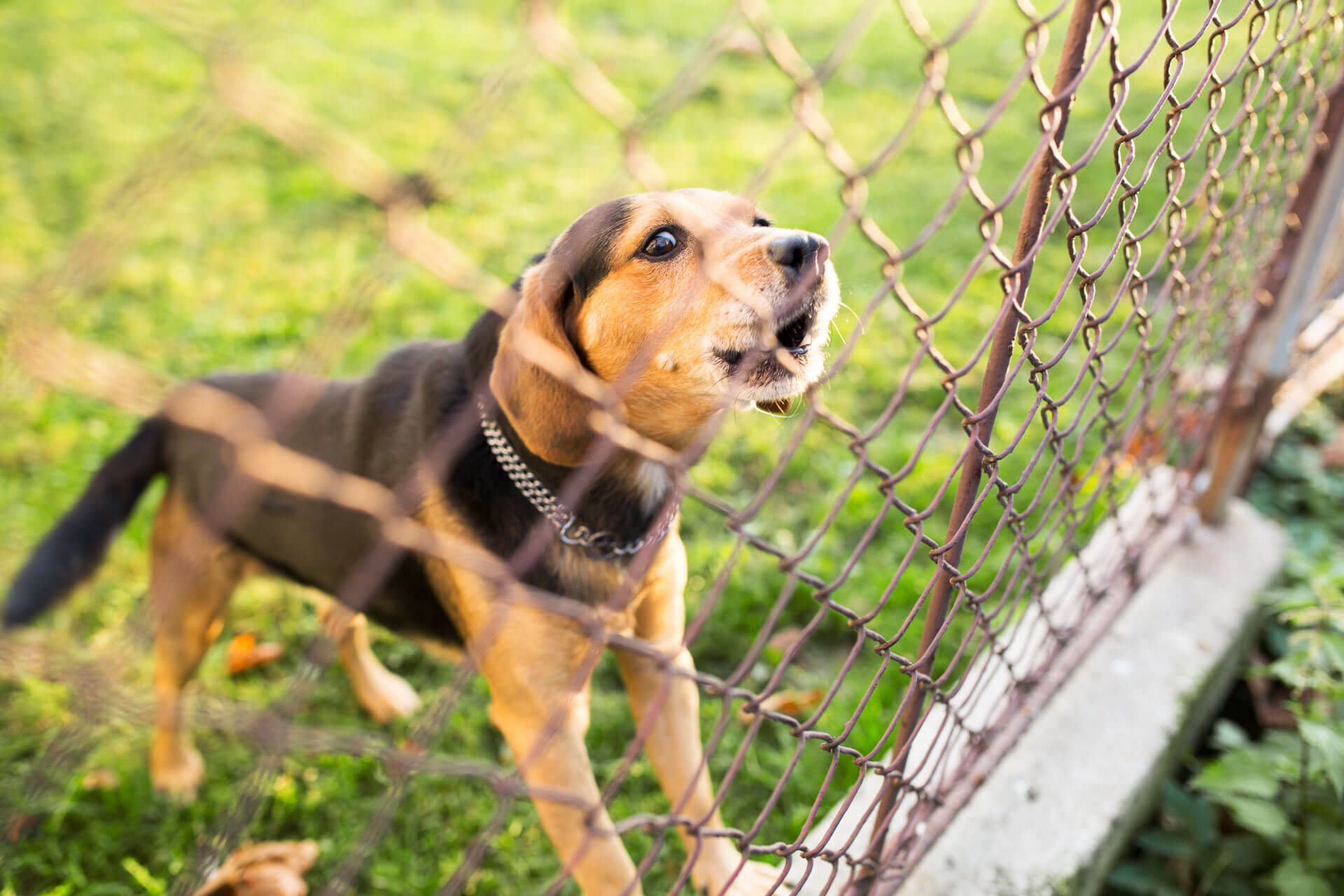 What Is The Ideal Fence Height For Dogs