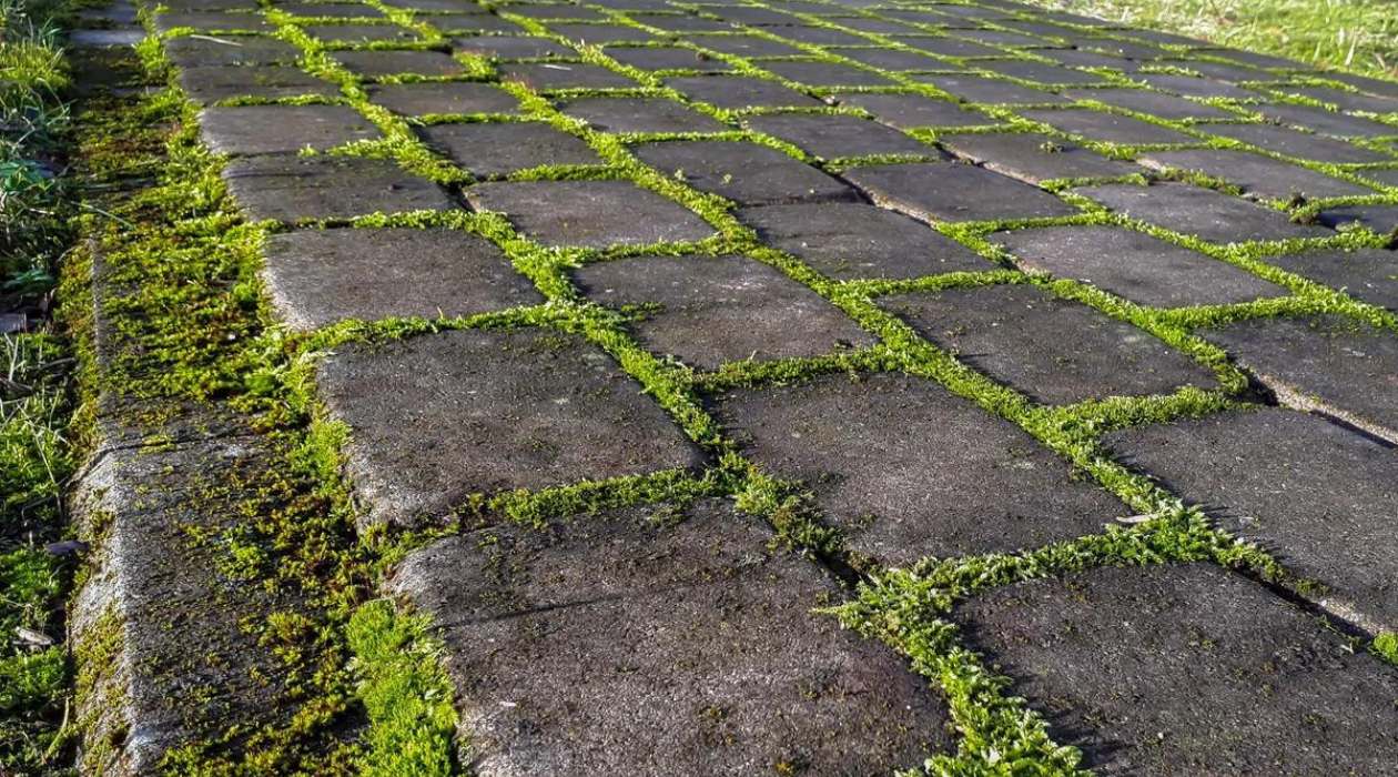 What Kills Moss On Driveway