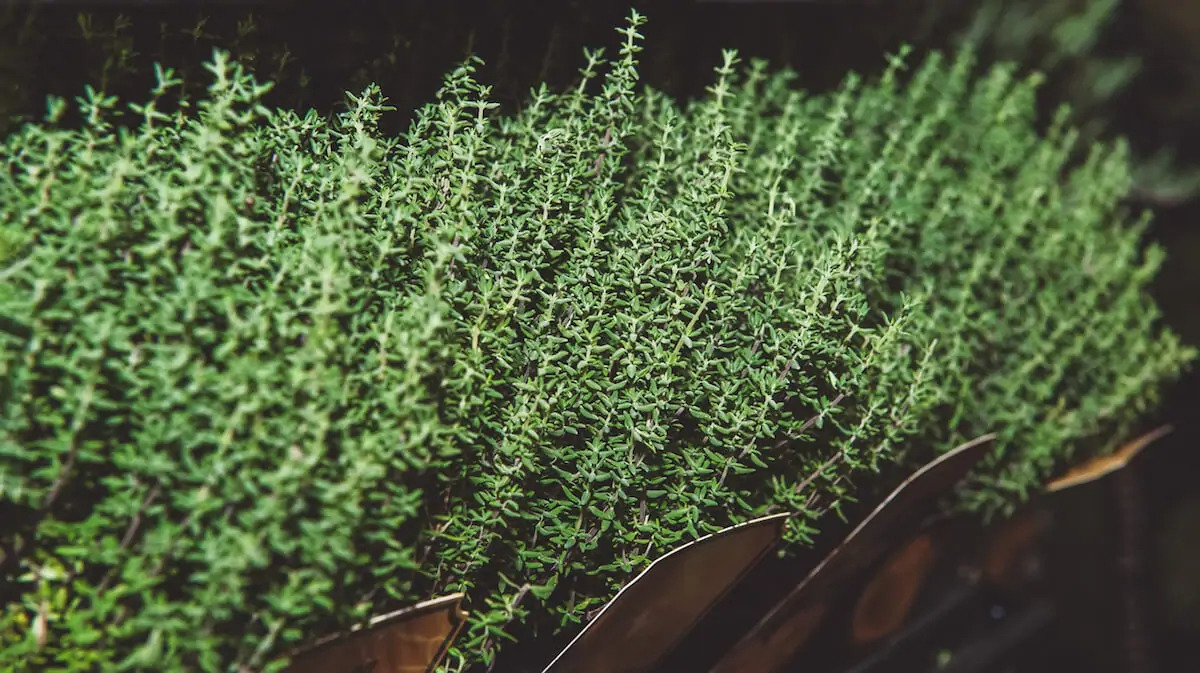 What Temperature Can Thyme Tolerate
