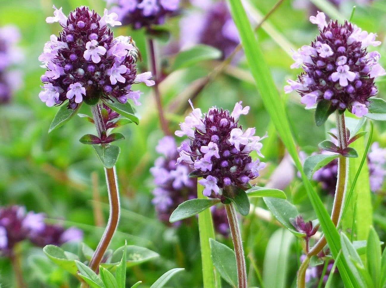What To Do When Thyme Blooms
