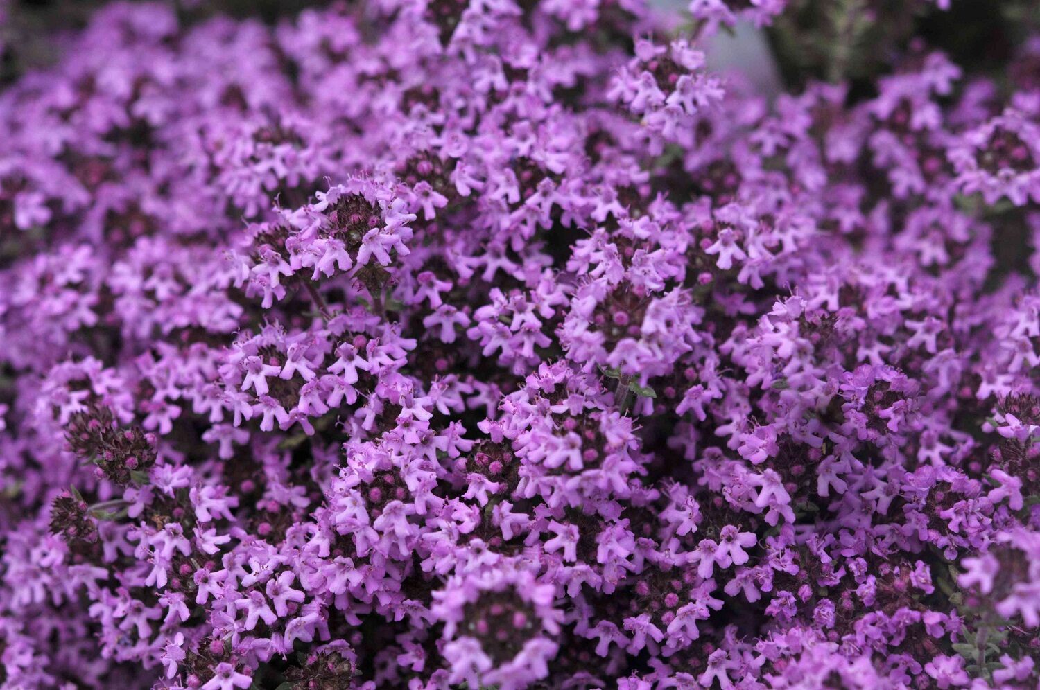When Can You Plant Creeping Thyme