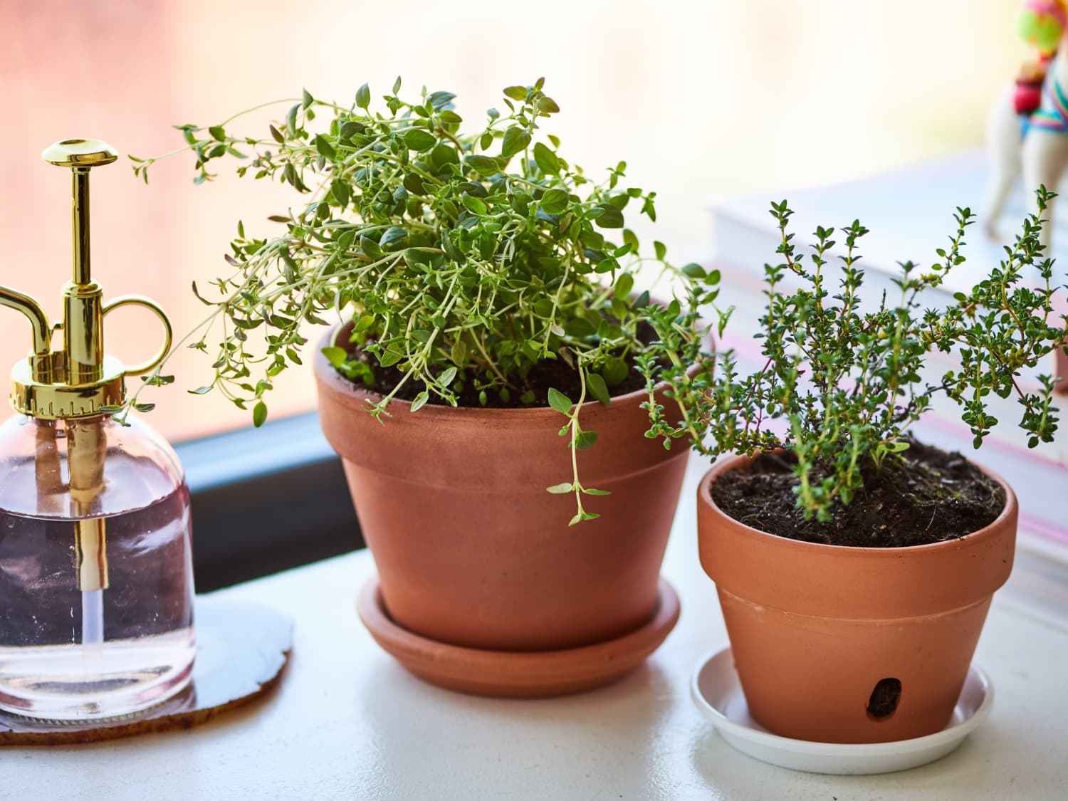 When To Start Thyme Seeds Indoors