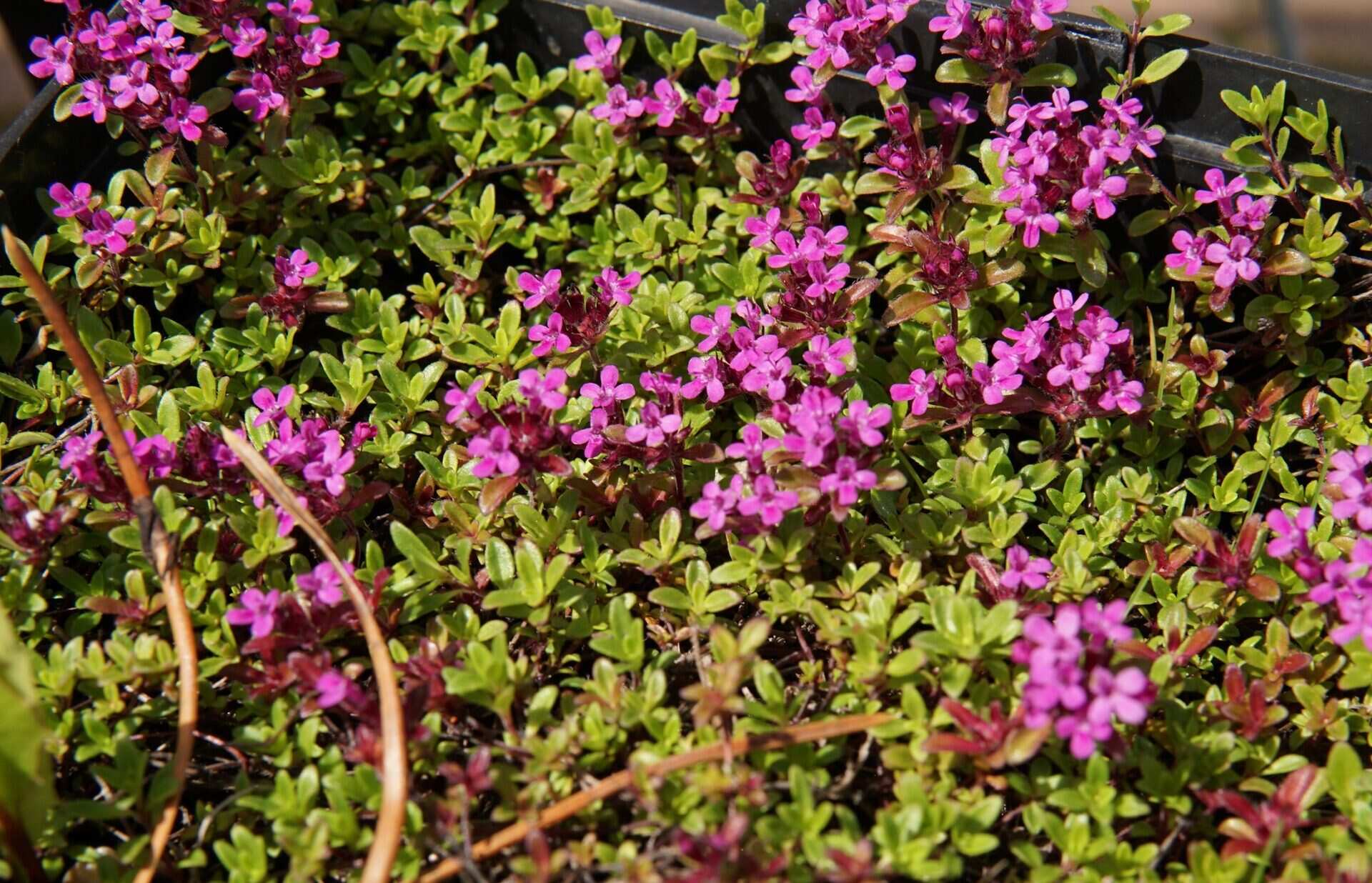 Where Can I Buy Creeping Thyme Plants