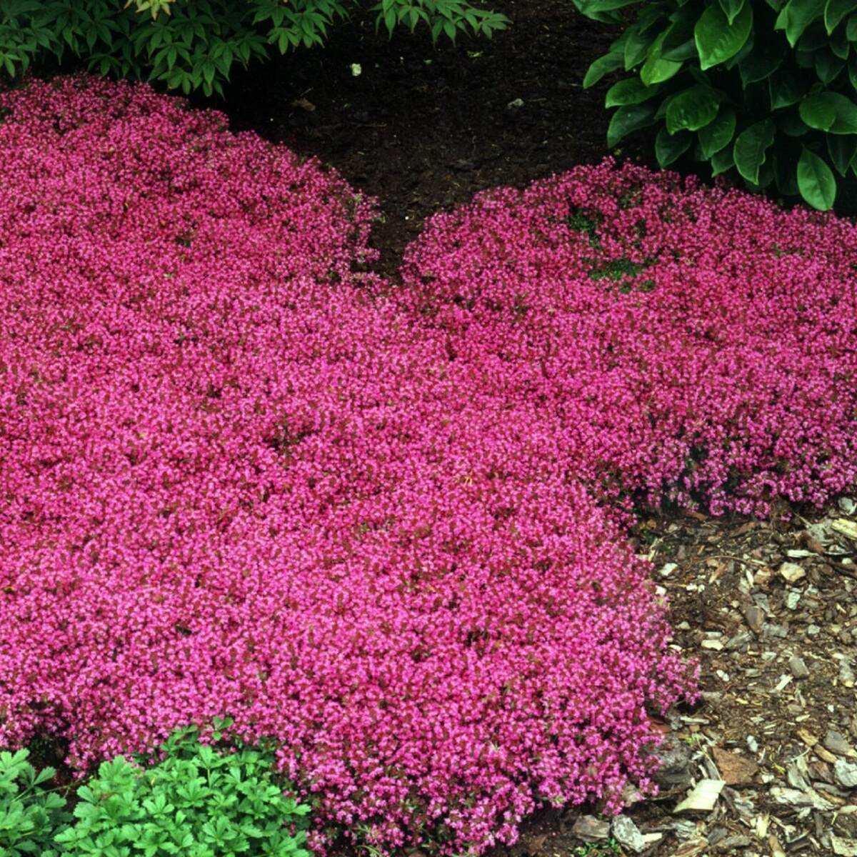 Where Can You Buy Red Creeping Thyme