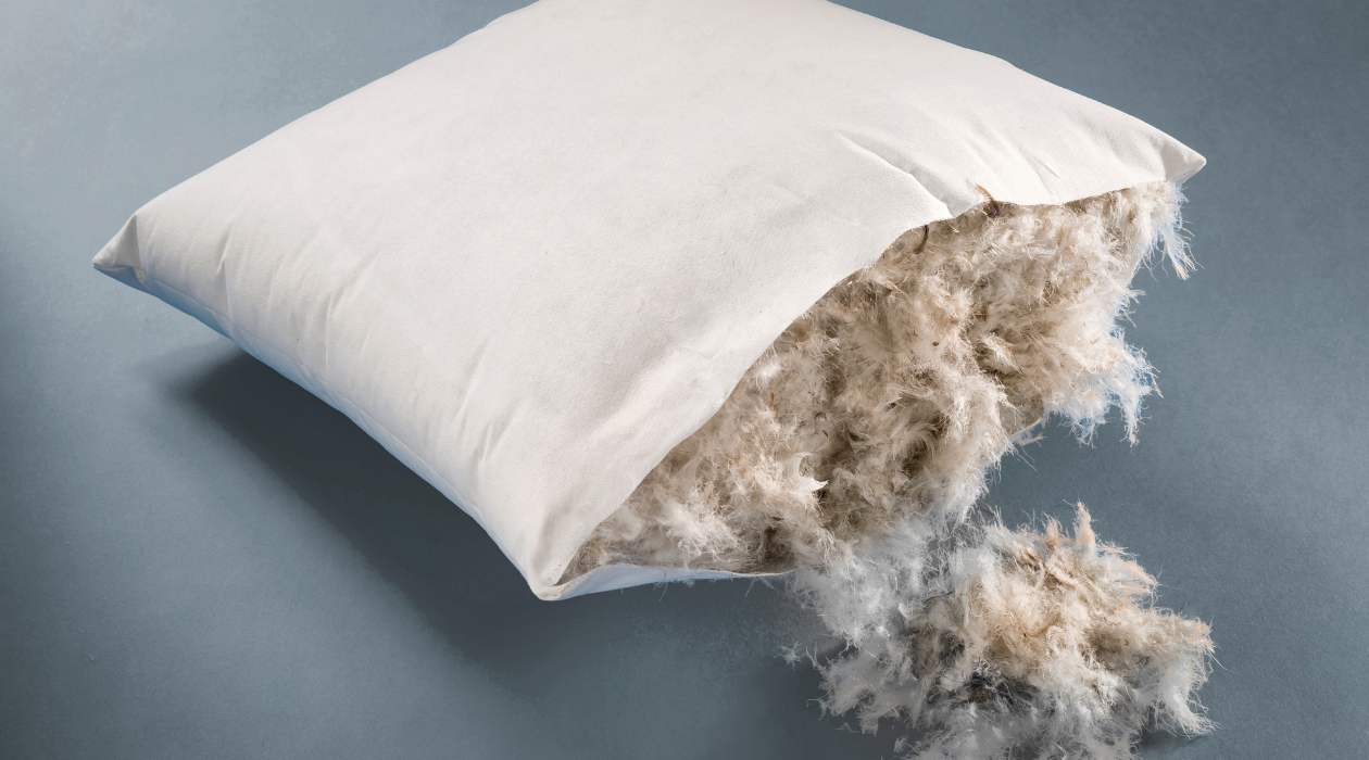 Where Do Feathers In Pillows Come From