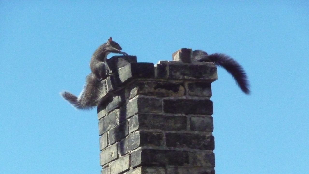 Who To Call When Animal Got Stuck In Chimney