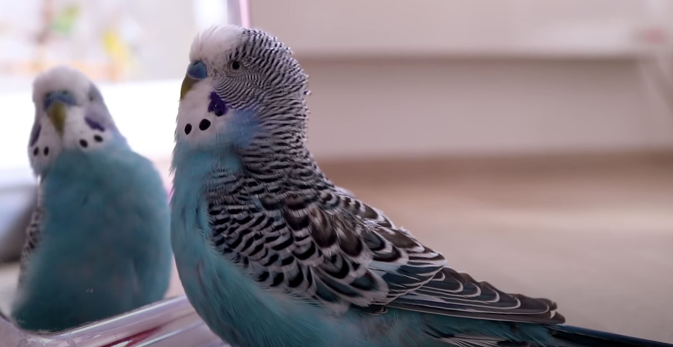 Why Are Mirrors Bad For Budgies