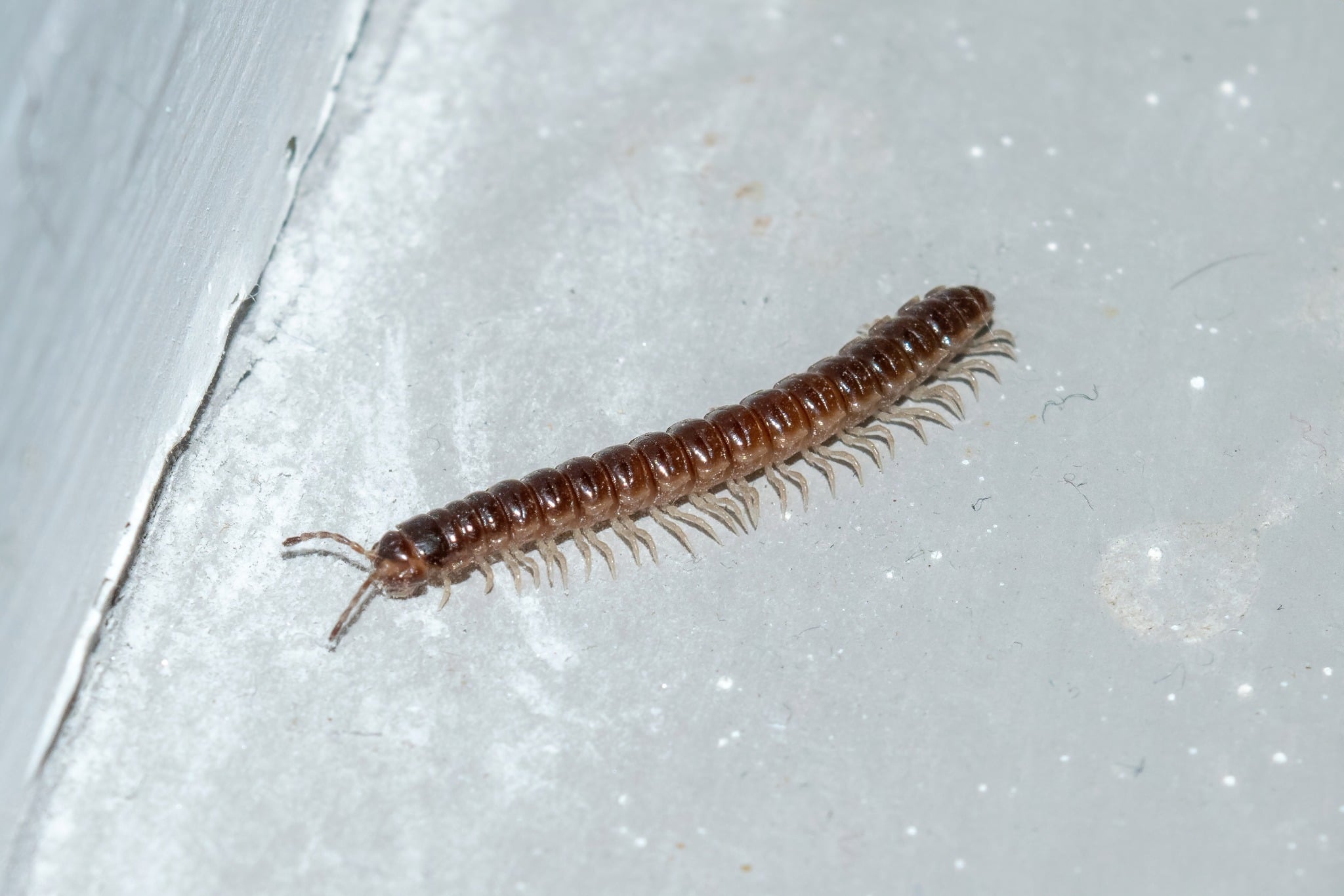Why Are There Centipedes In My Basement