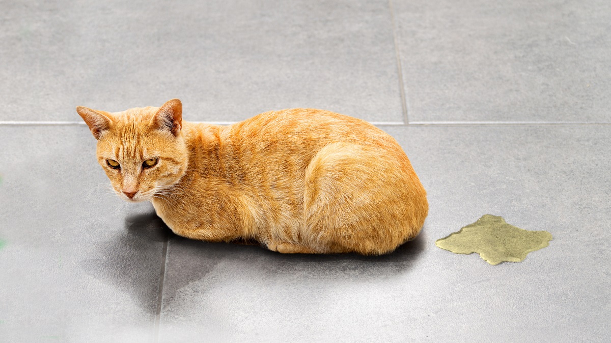 Why Do Cats Pee On The Floor