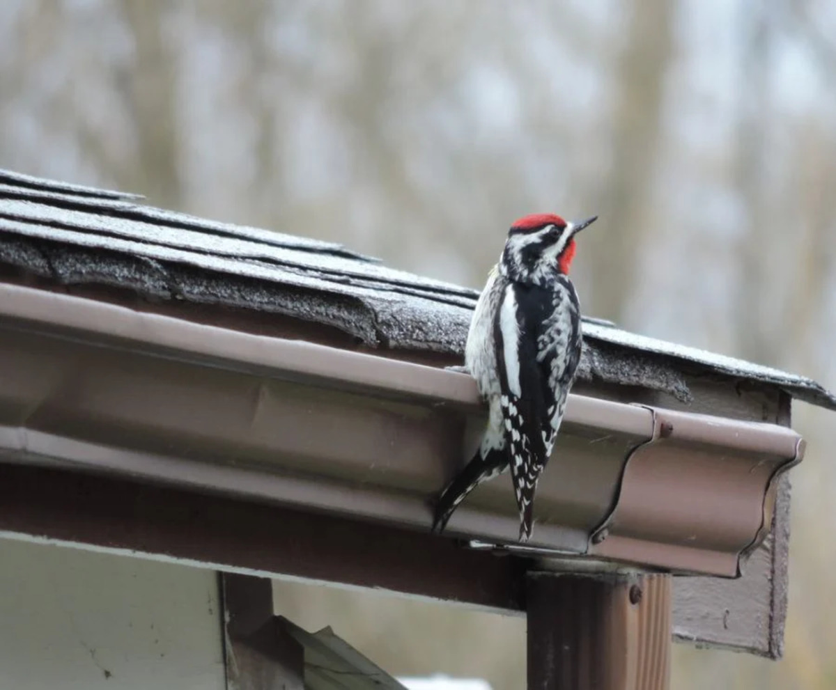 Why Do Woodpeckers Peck On Gutters