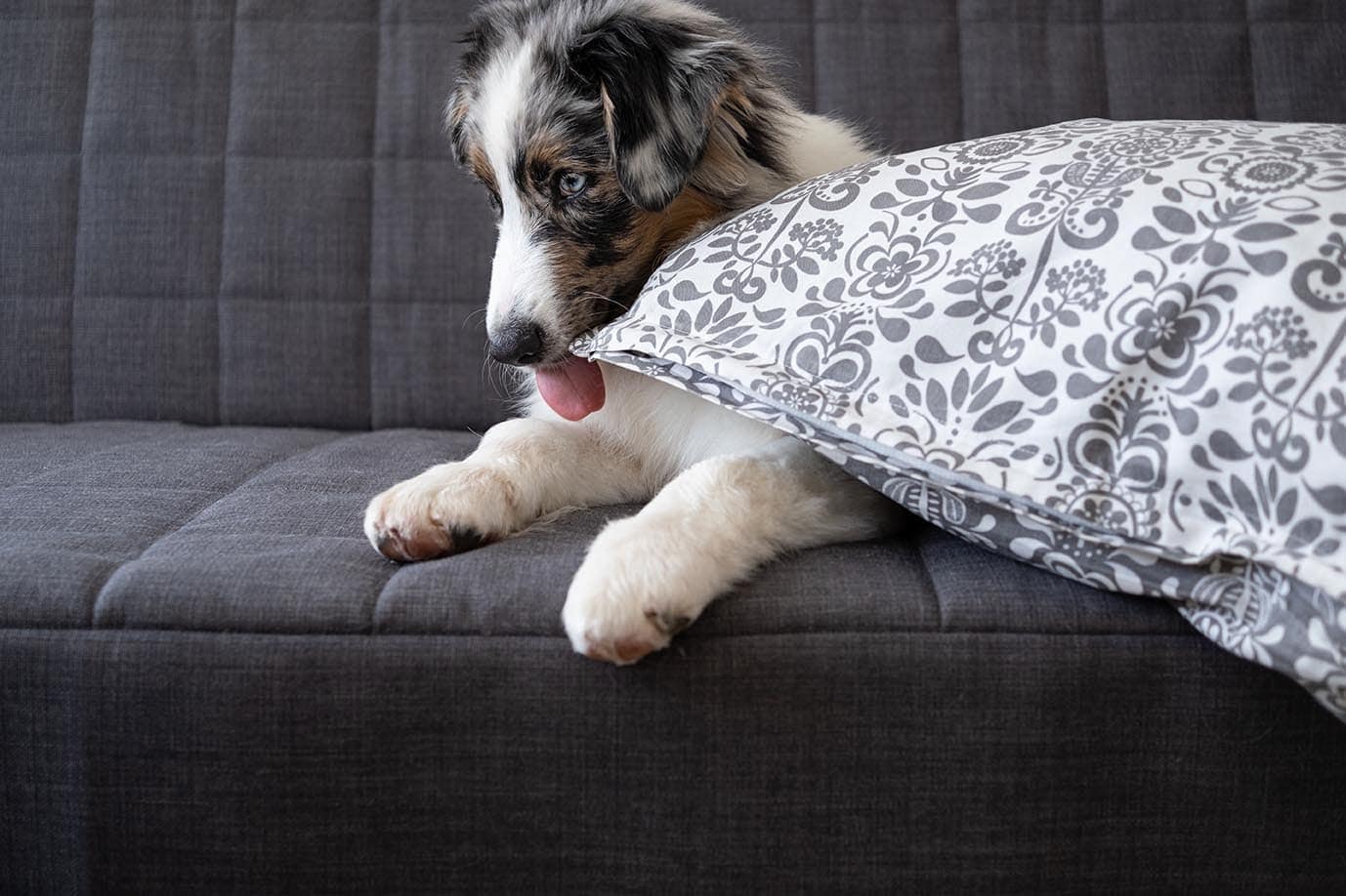 Why Does My Dog Bite Pillows