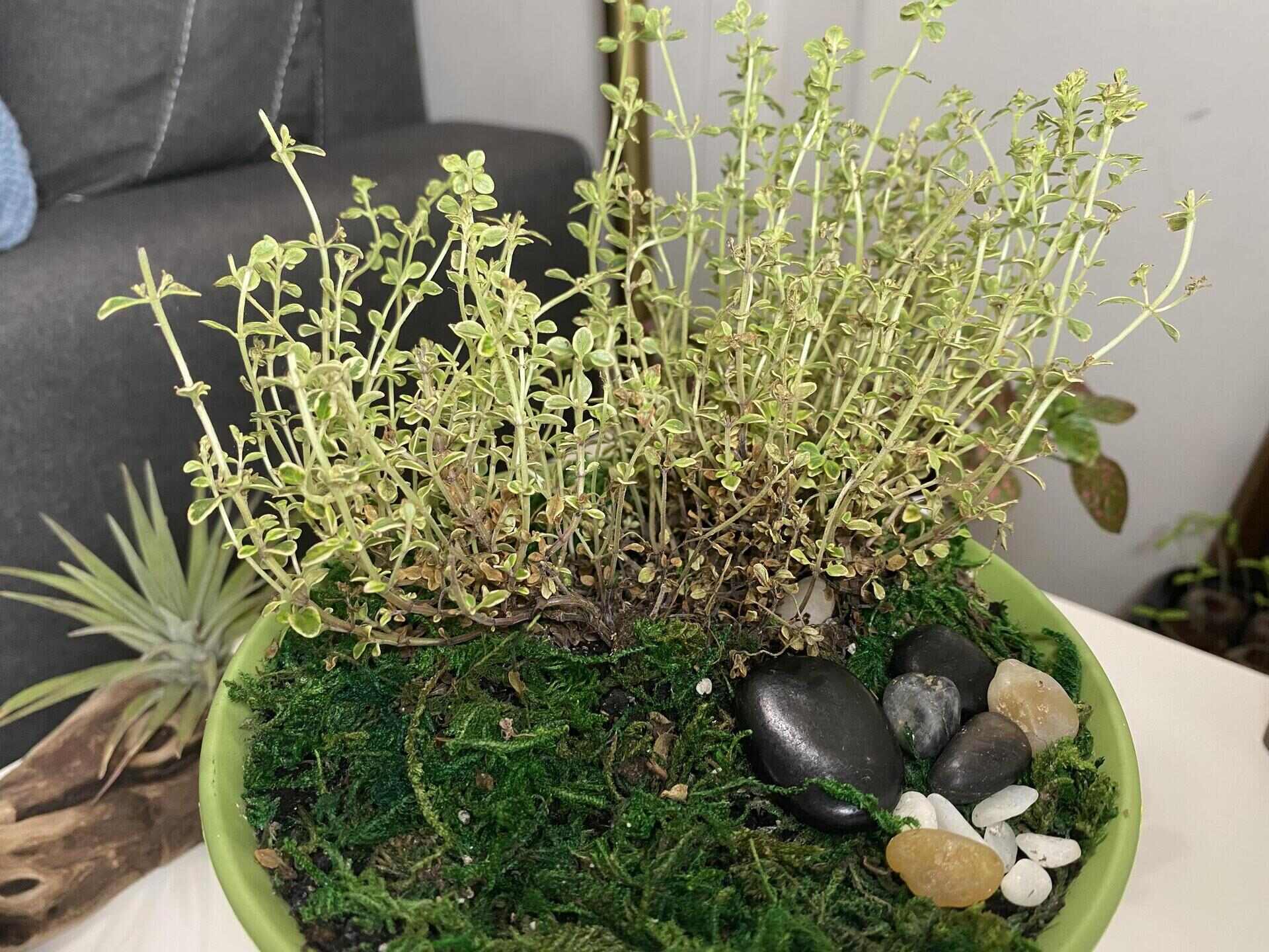 Why Is My Thyme Dying