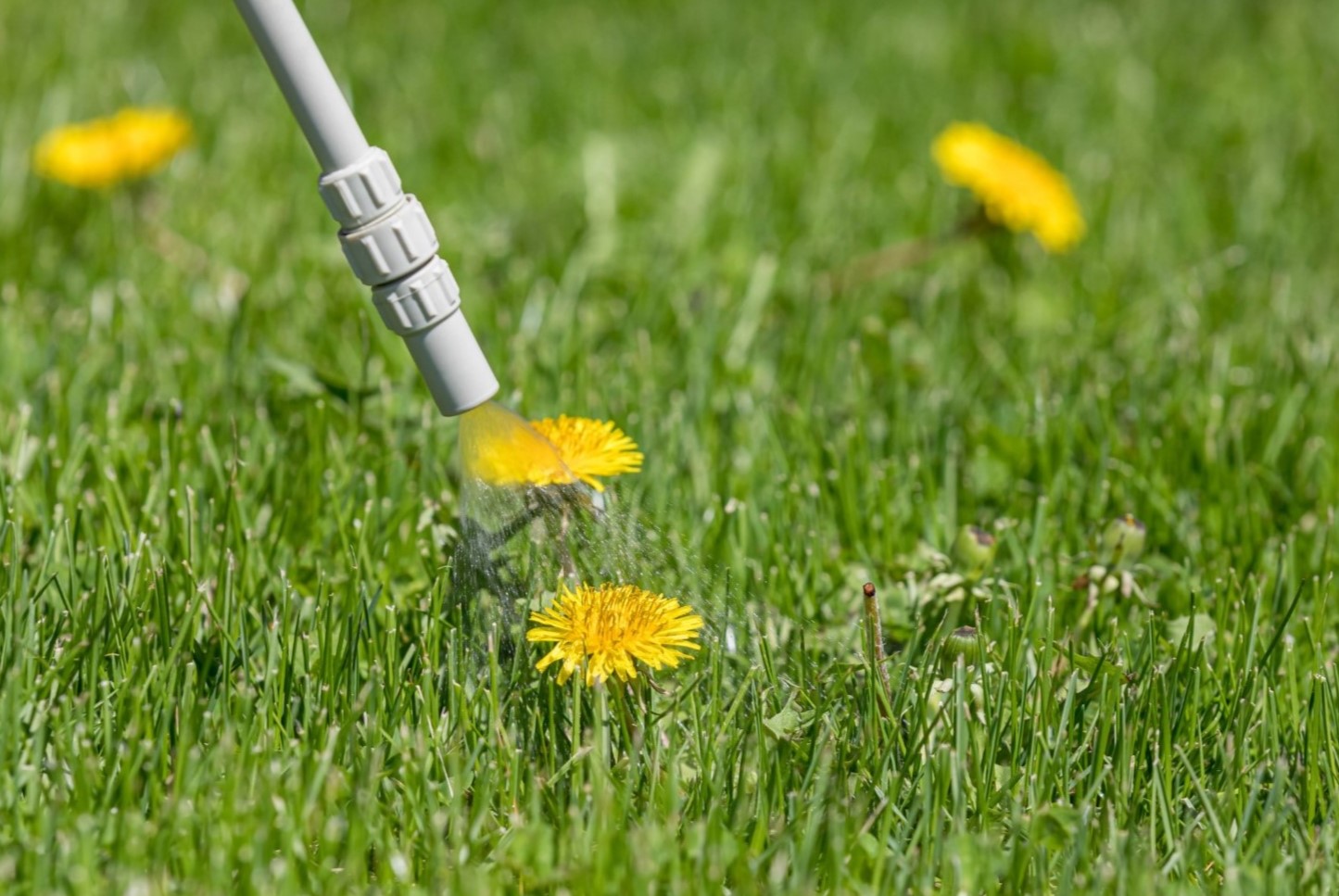 10 Amazing Weed Control For Lawns For 2024