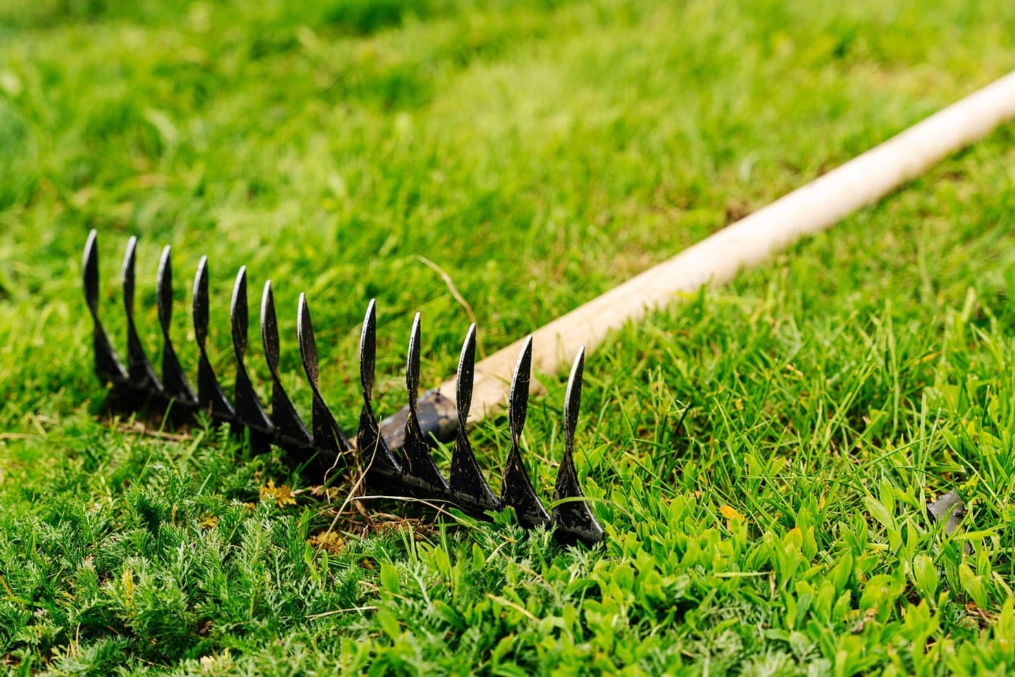 10 Best Grass Rakes For Lawns For 2023