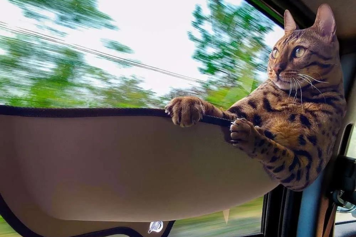 11 Amazing Cat Car Window Seat For 2023