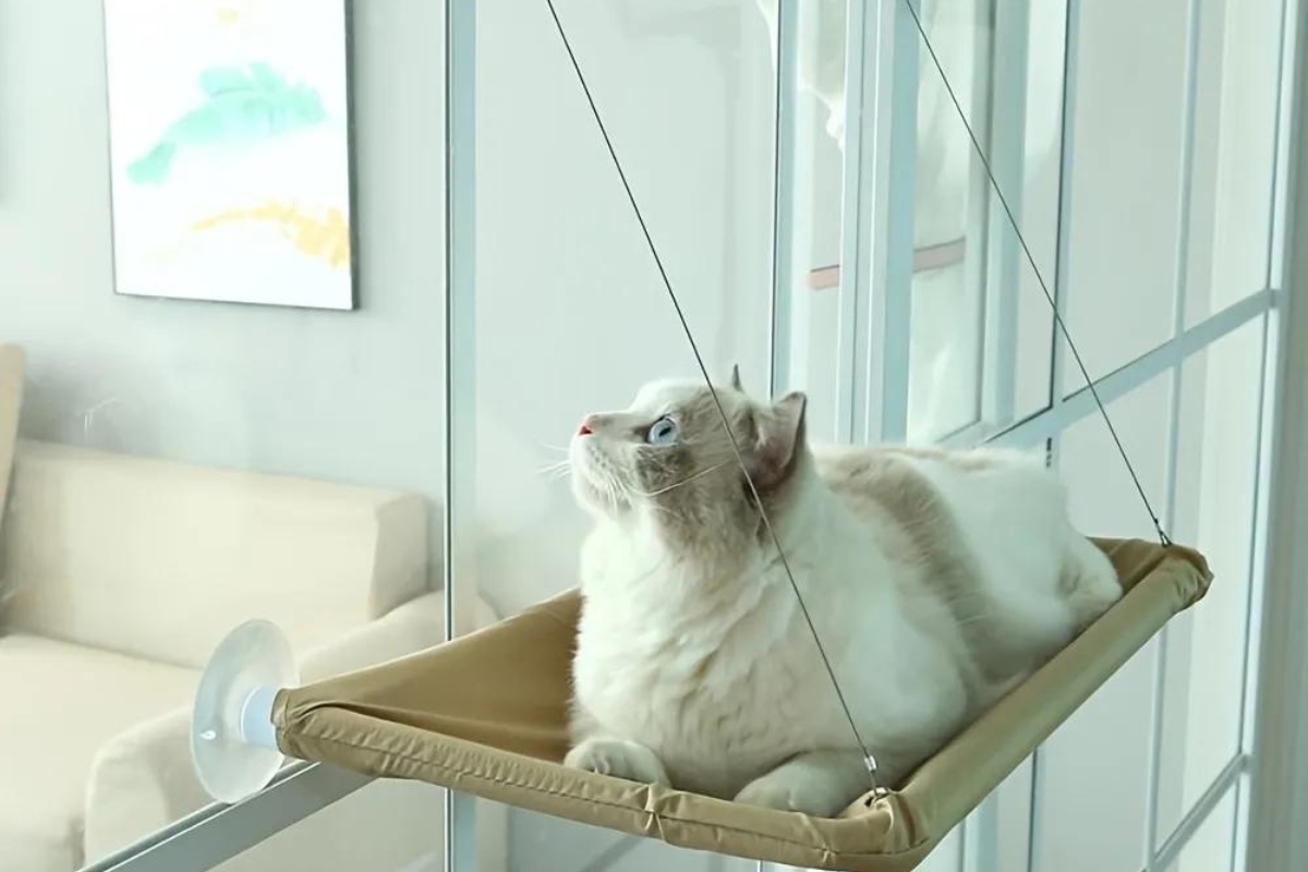 12 Amazing Suction Cup Cat Window Seat For 2023