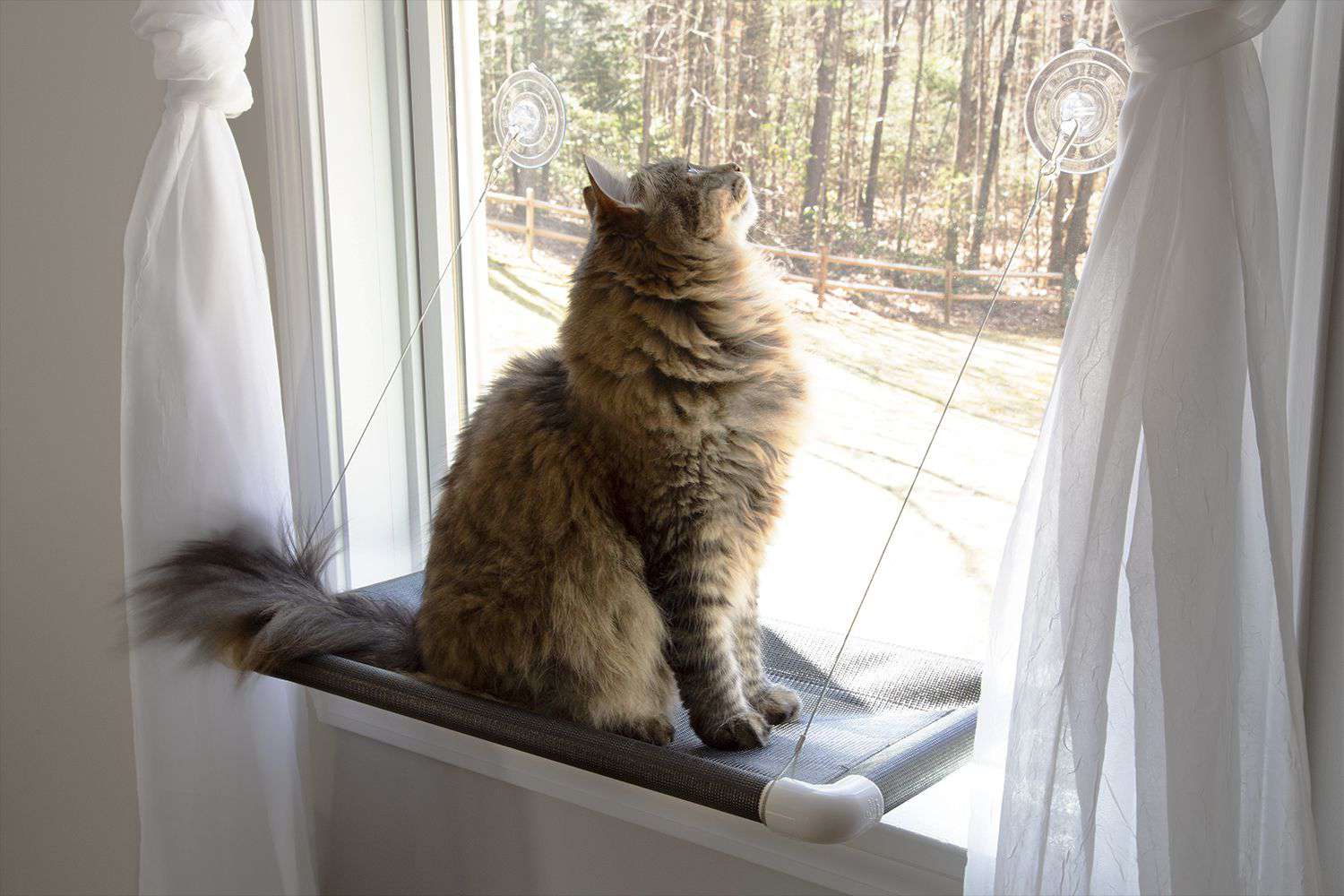 15 Best Cat Window Seat For Large Cats For 2023