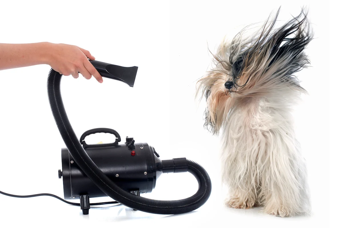 15 Best Hair Dryer For Dogs For 2024