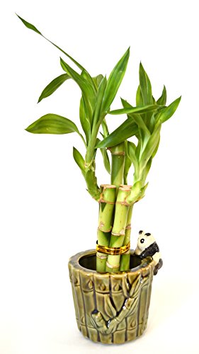 9GreenBox Lucky Bamboo - Ceramic Panda Vase