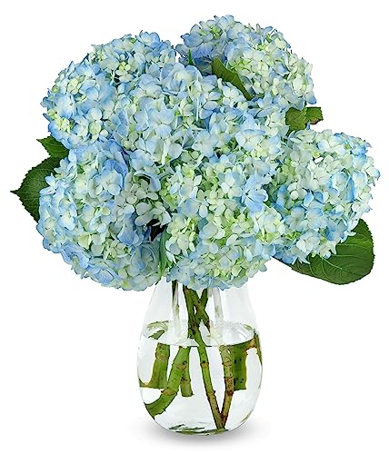 Blue Hydrangea Bouquet - Prime Delivery, Free Vase, Farm Fresh Flowers