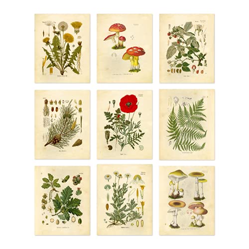 Botanical Prints Wall Art - Set of 9 8x10 Unframed