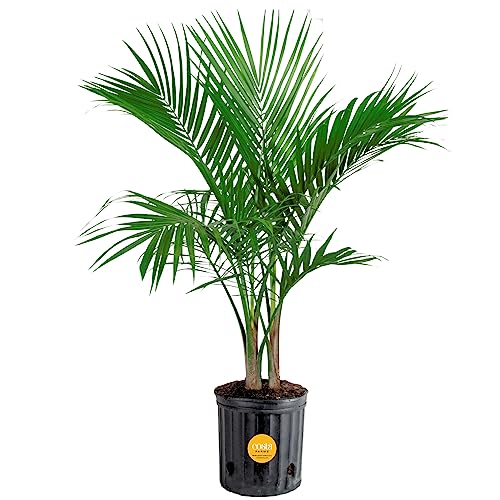 Costa Farms Majesty Palm Live Plant