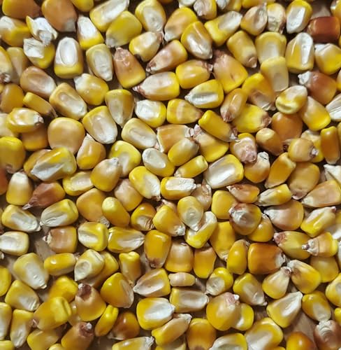 Dried Whole Corn Open-Pollinated 2 lbs Organic Grown Non-GMO