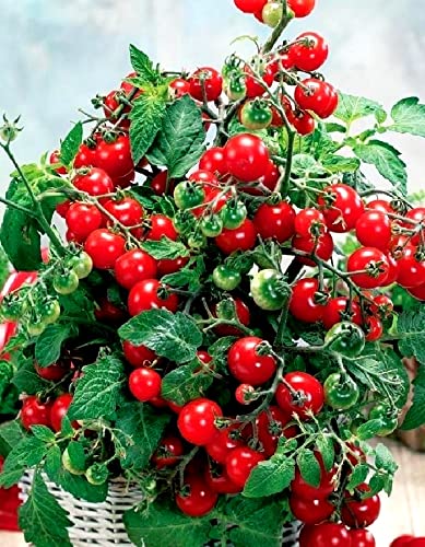 Dwarf Bush Tomatoes Seeds for Planting