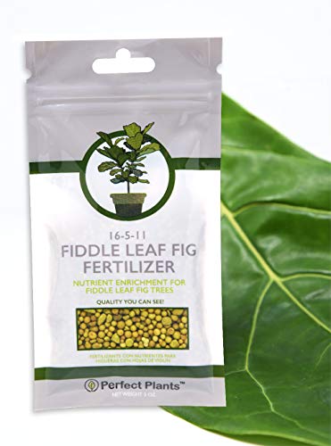 Fiddle Leaf Fig Slow-Release Fertilizer