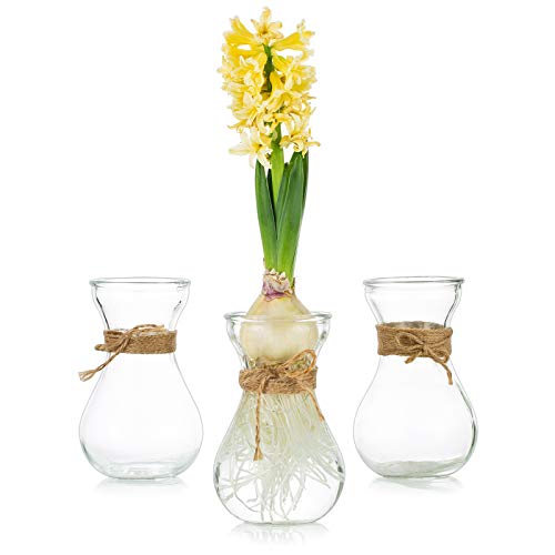 Glasseam Clear Glass Vase for Flowers