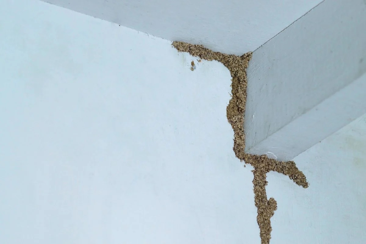 Home Inspection In NC Revealed A Single Termite Tube In The Garage: What Should The Buyer Ask For?