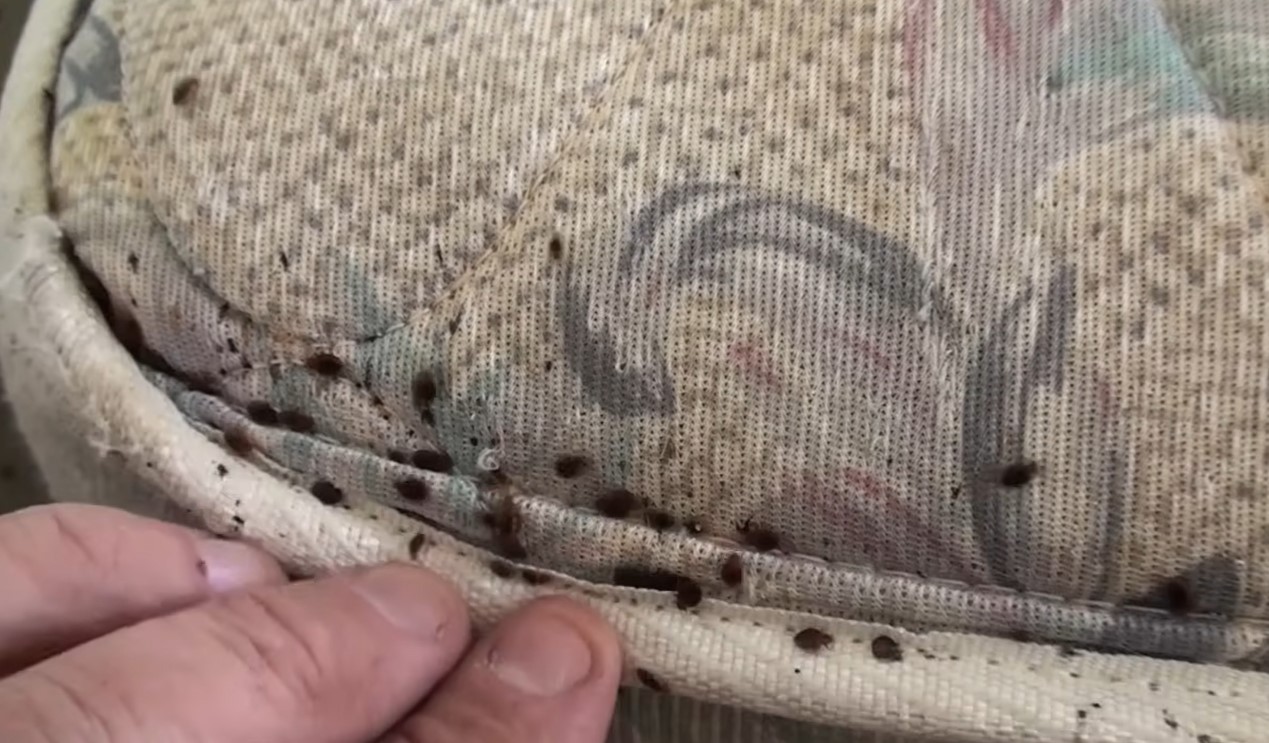 How Cold Does It Have To Be To Kill Bed Bugs