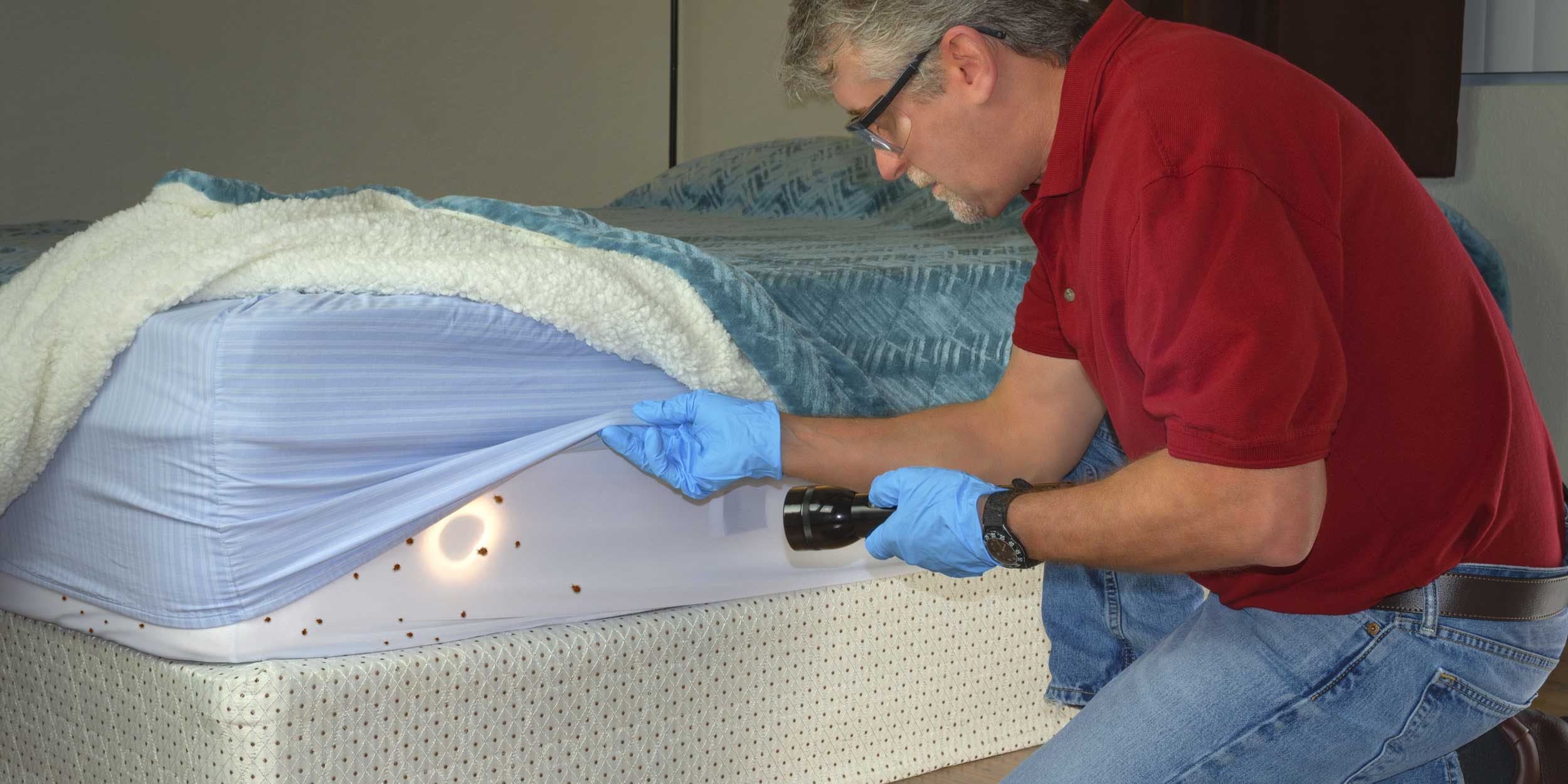 How Do Bed Bugs Spread In An Apartment Building