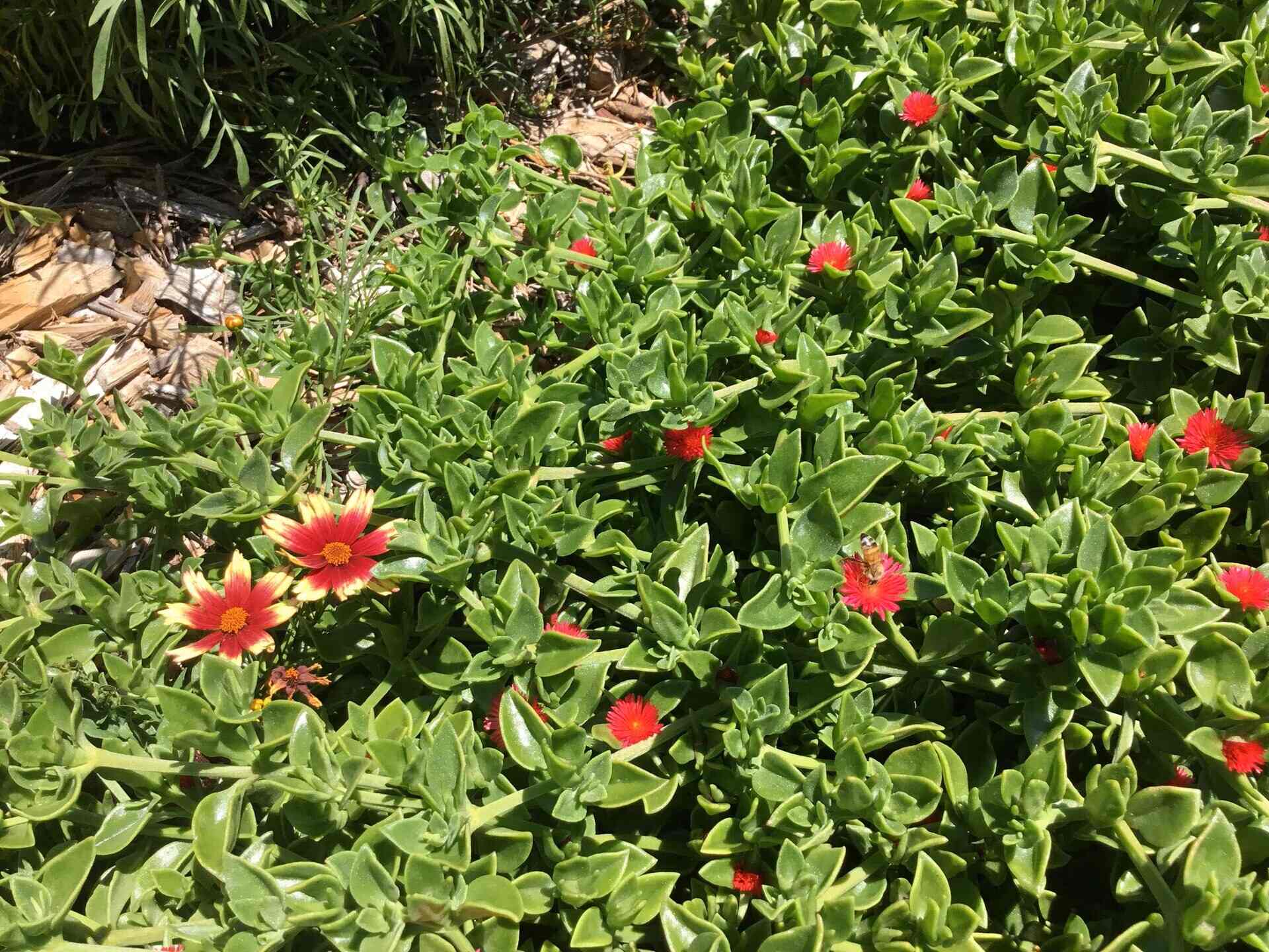 How Do I Start Red Apple Ground Cover