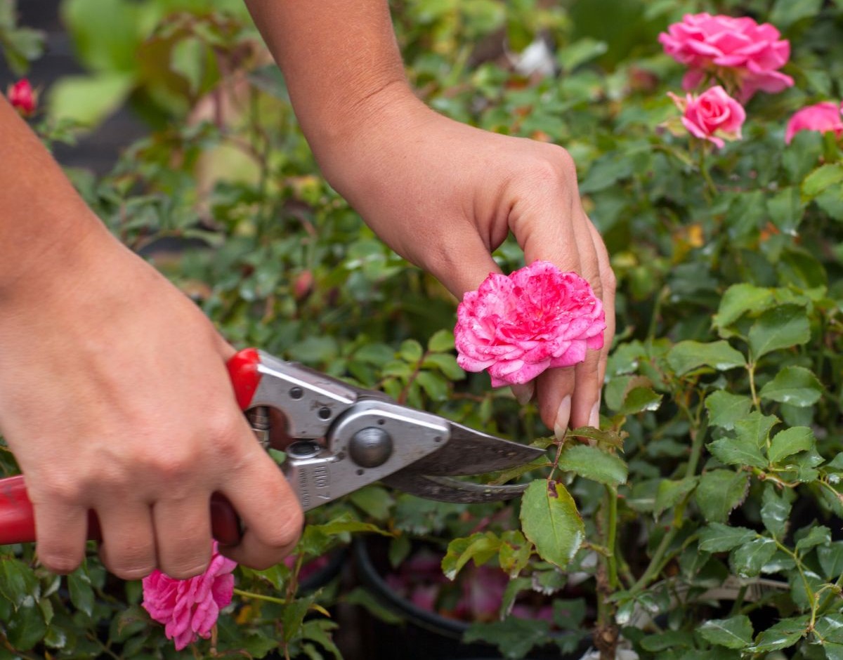 How Do You Prune Groundcover Roses?