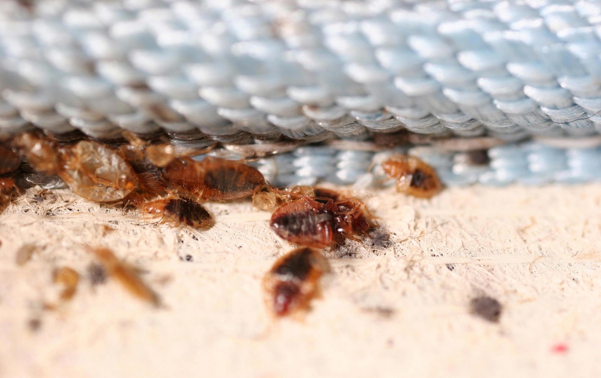 How Fast Do Bed Bugs Reproduce