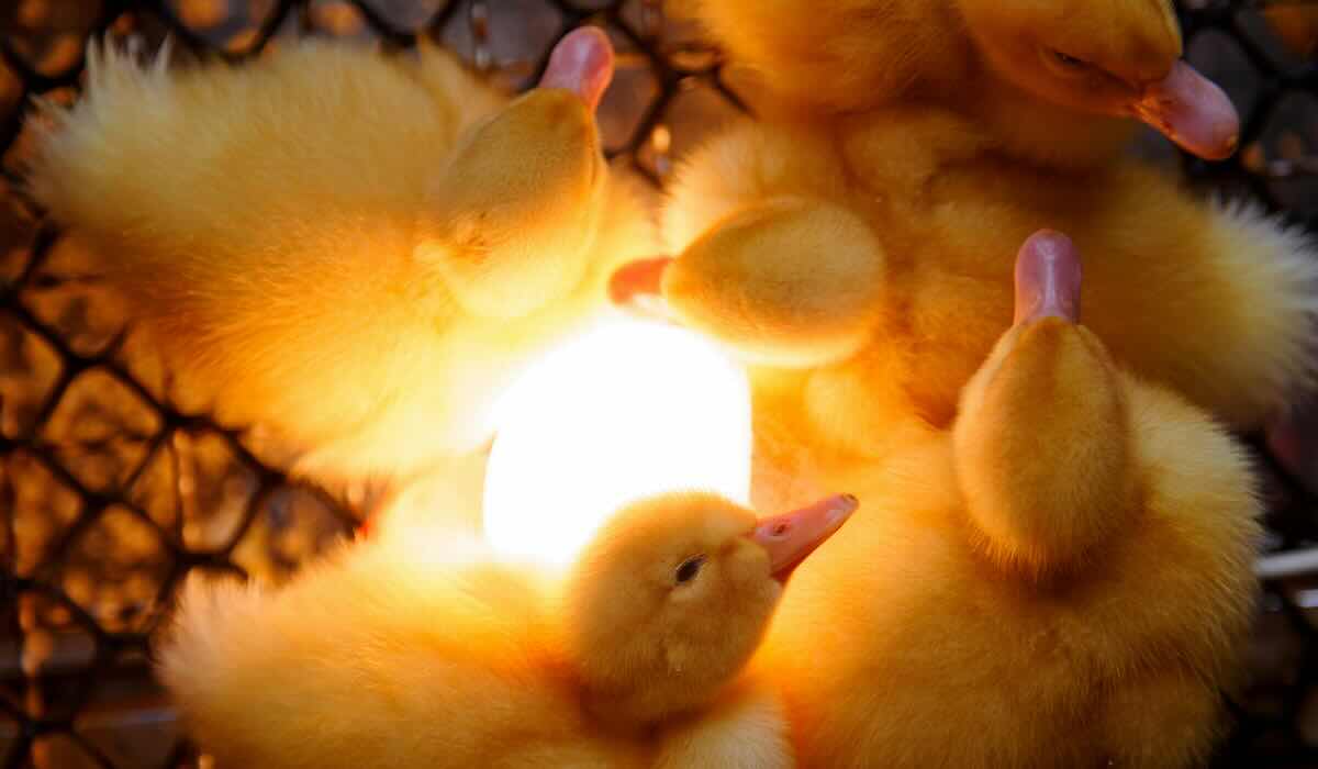 How Long Do Baby Ducks Need A Heat Lamp