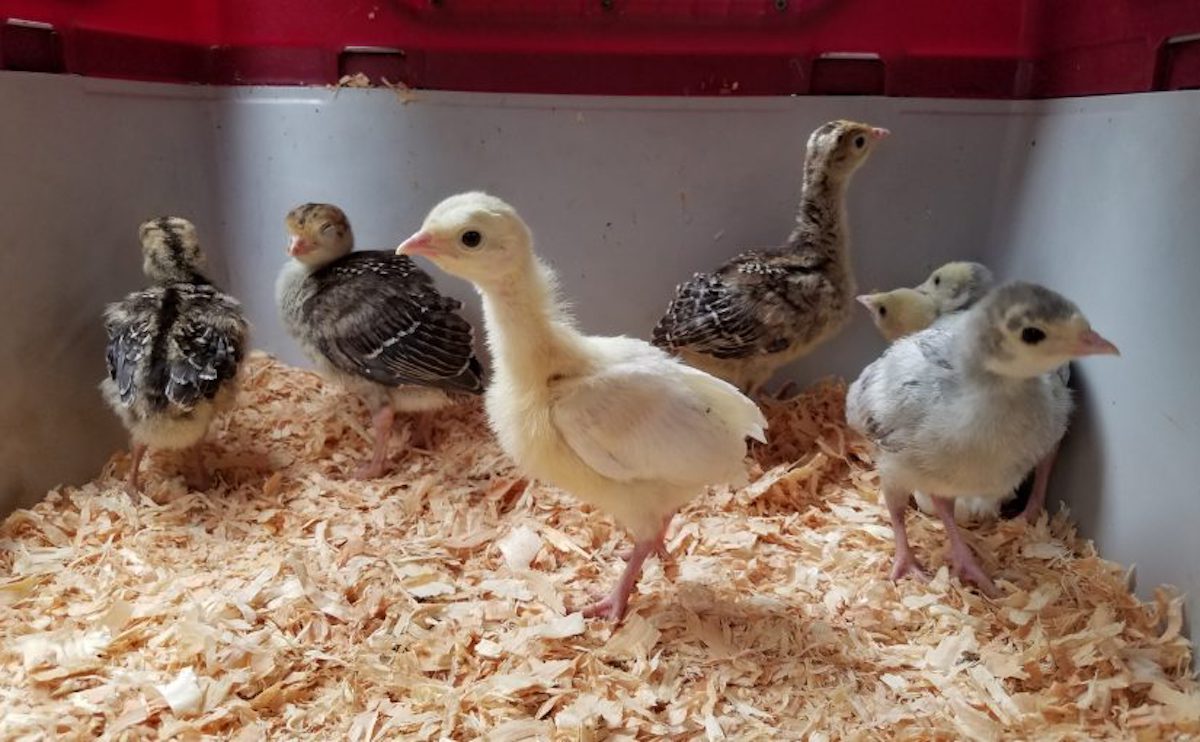 How Long Do Baby Turkeys Need A Heat Lamp