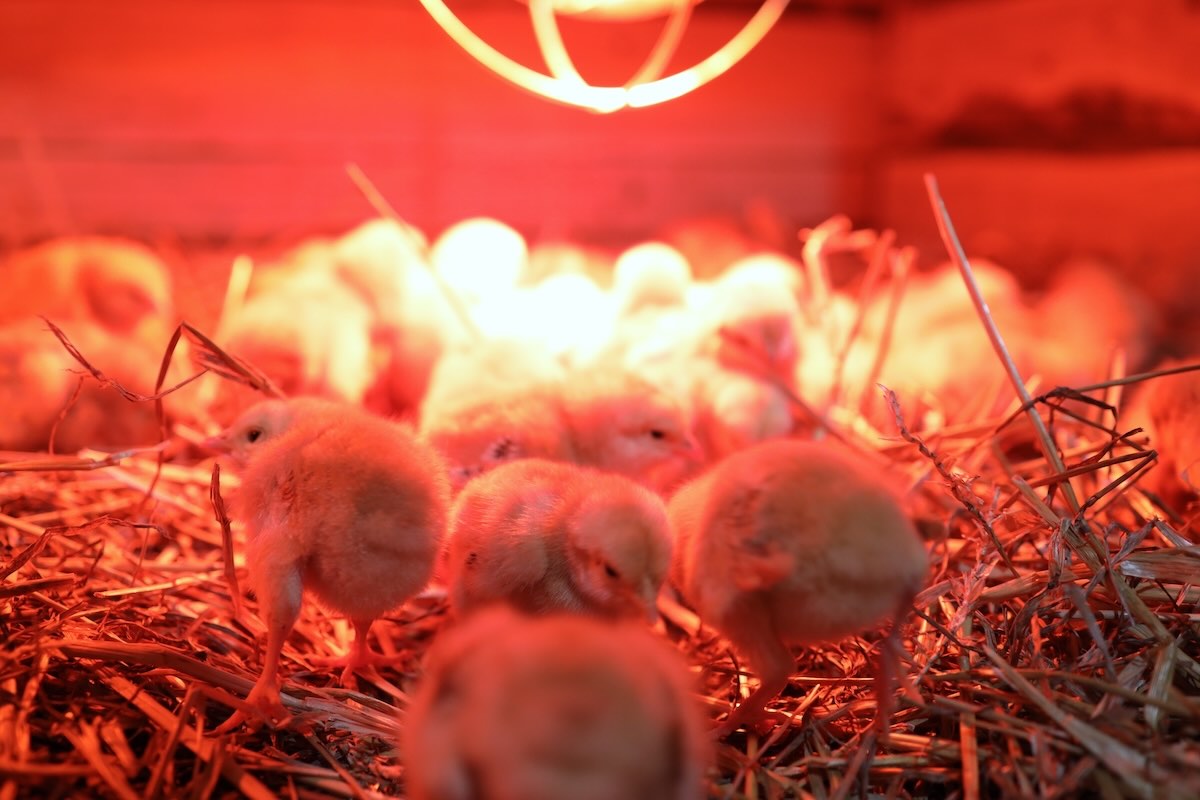 How Long Do Chickens Need To Be Under A Heat Lamp