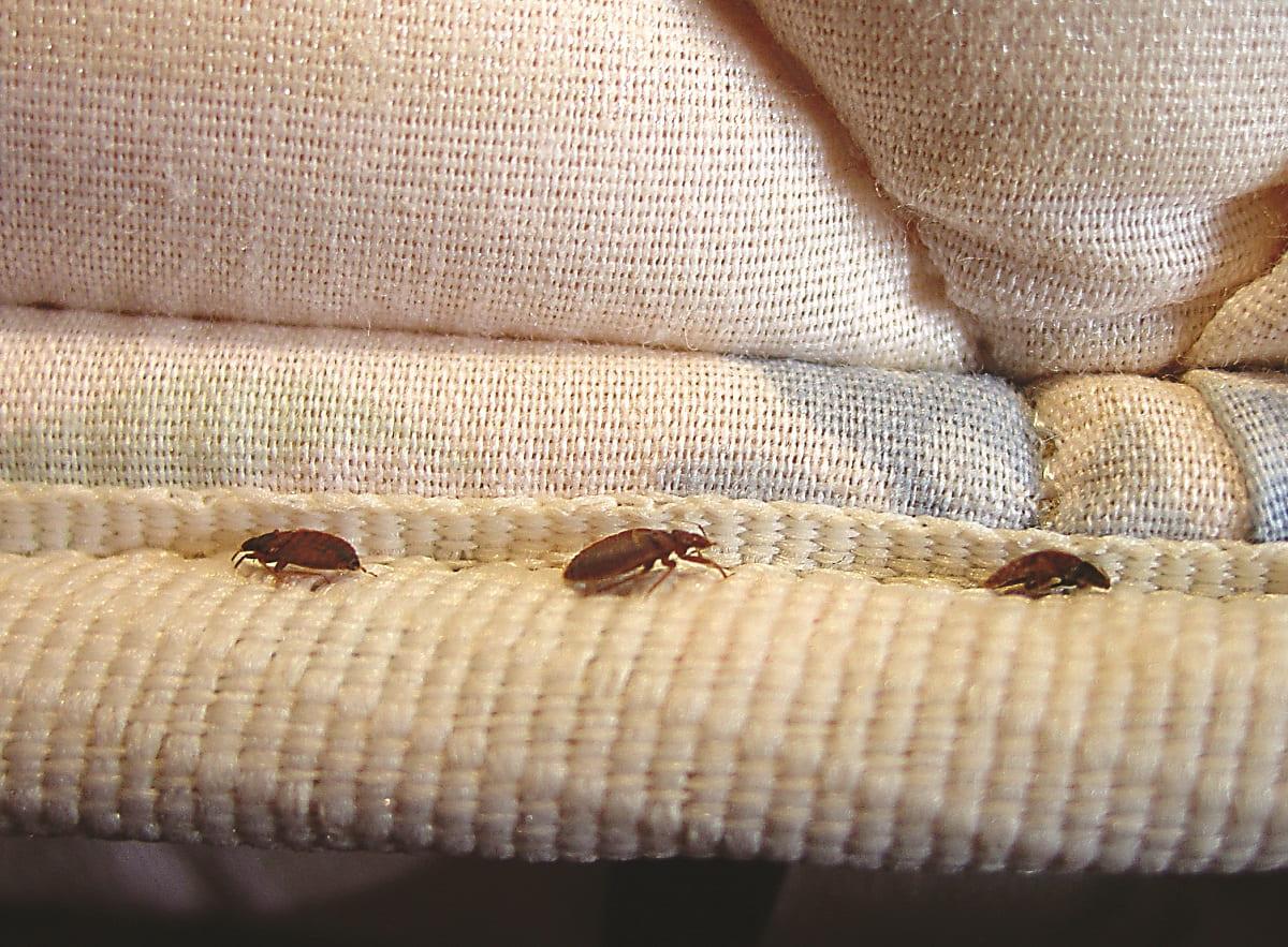 How Long Does It Take For Bed Bugs To Starve