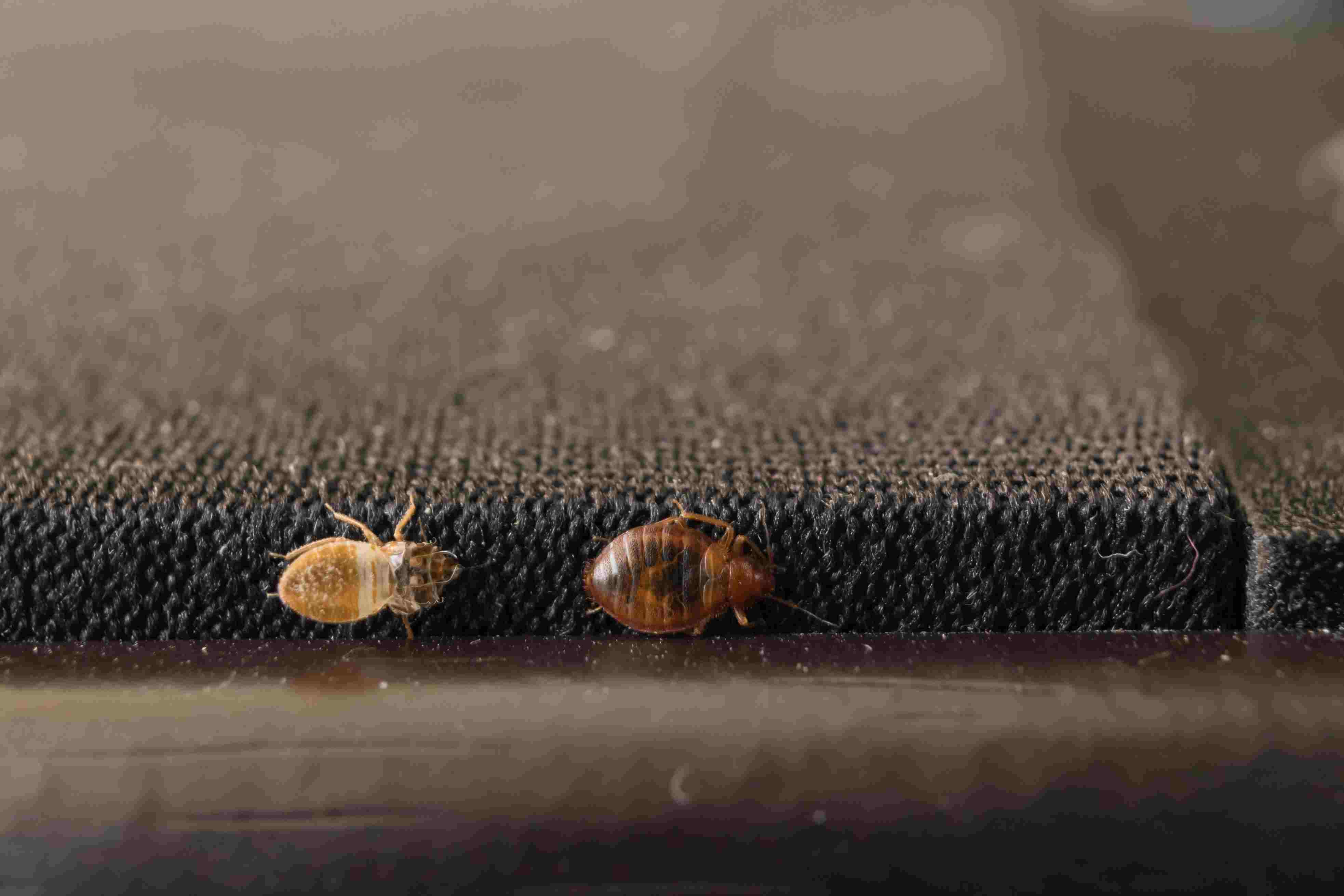 How Long Does It Take To Notice Bed Bugs