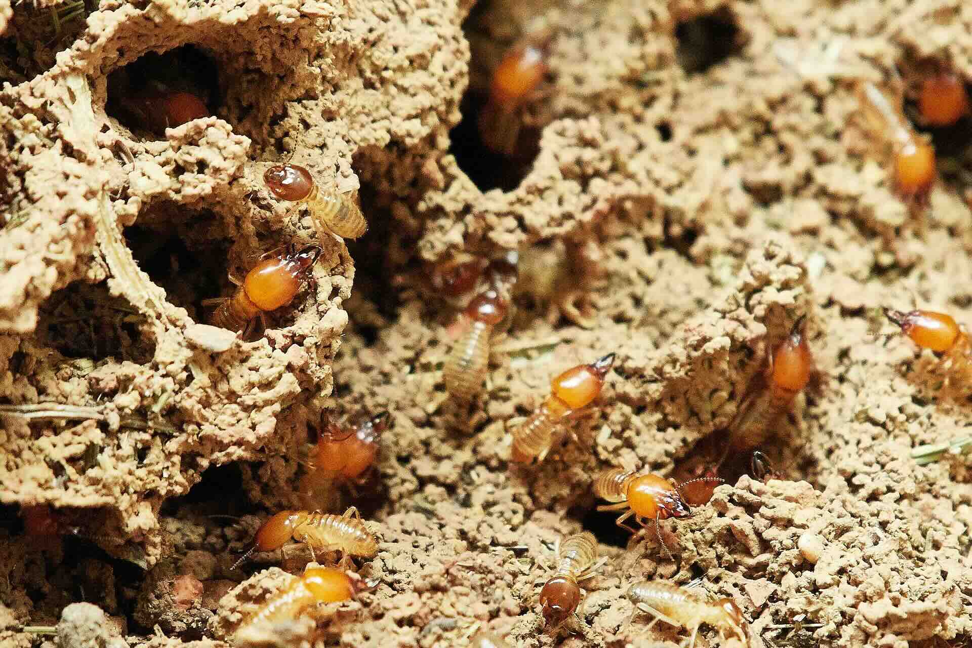 How Long Does Pre-Construction Termite Treatment Last
