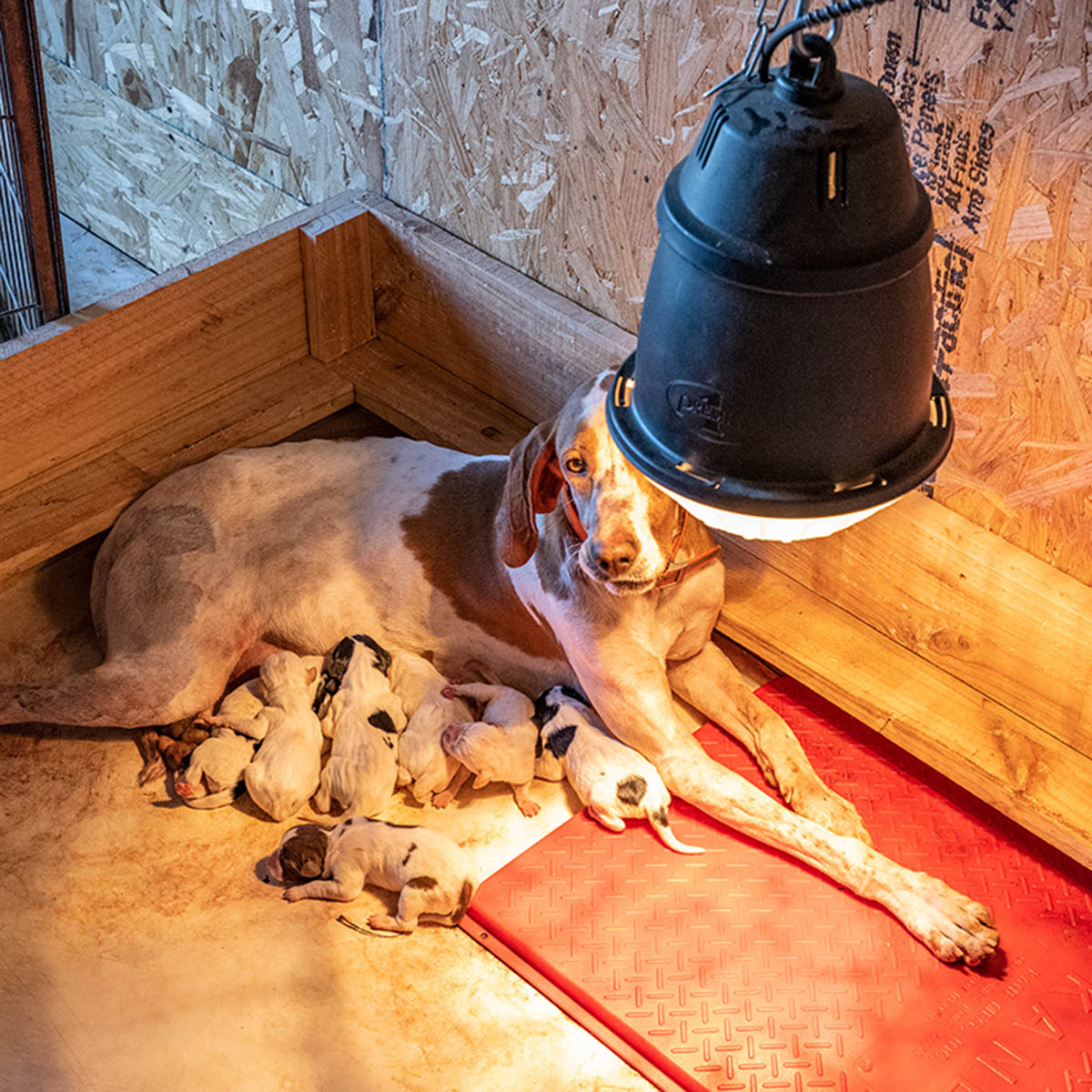 How Long Should Puppies Stay Under A Heat Lamp