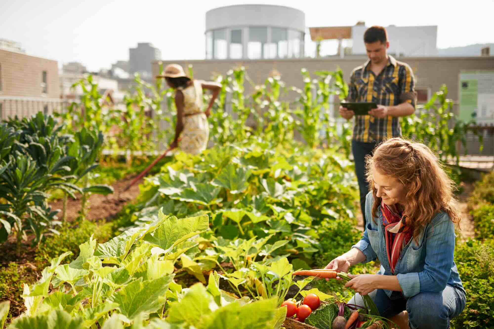 How Much Does Creating A Rooftop Garden Cost
