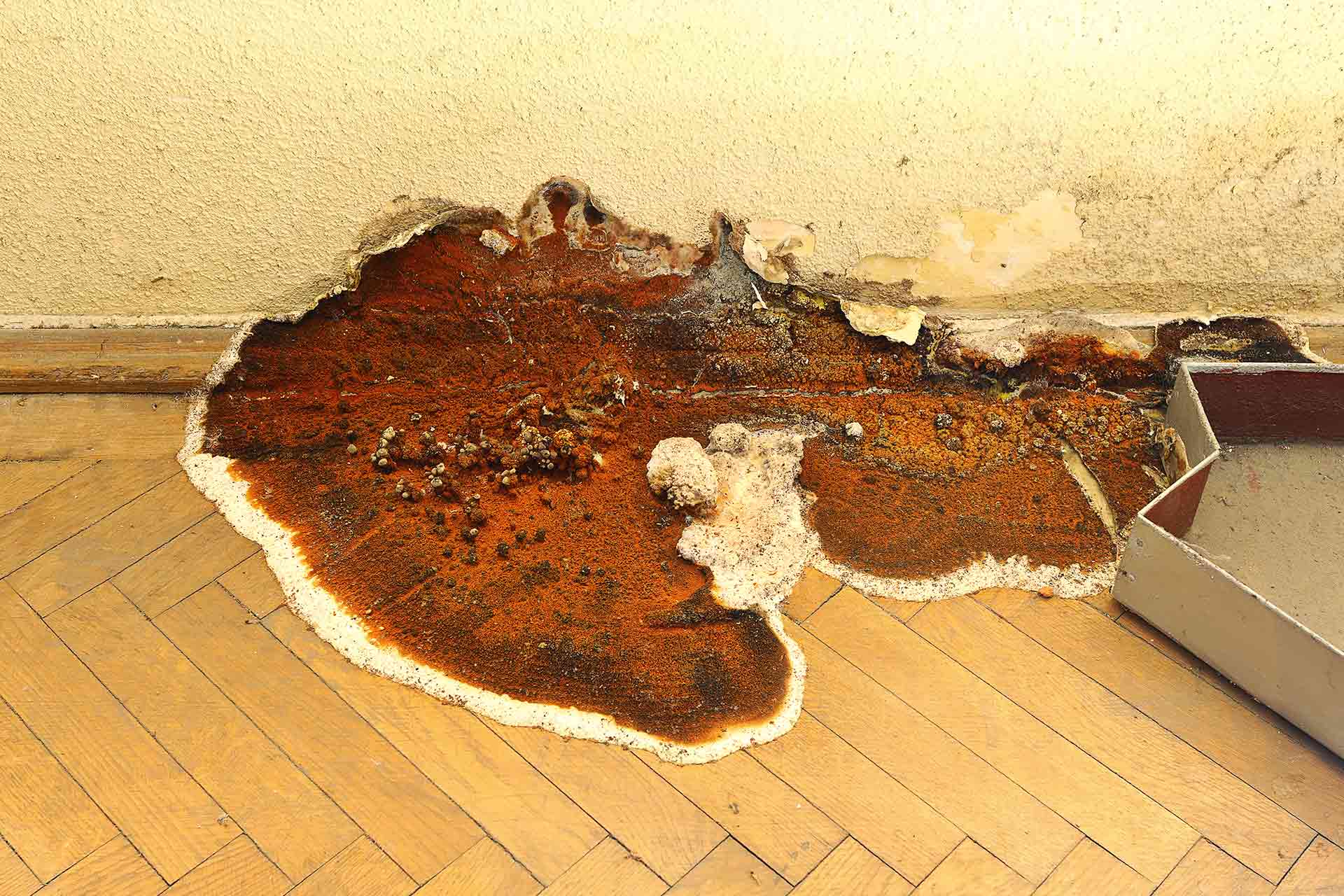How Much Does Dry Rot Repair Cost
